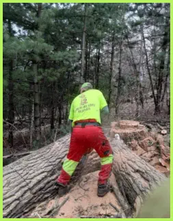 cutting up a large tree